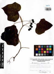 Menispermum dauricum DC., Siberia, Baikal & Transbaikal region (S4) (Russia)