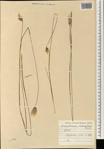 Eriophorum chamissonis C.A.Mey., Mongolia (MONG) (Mongolia)