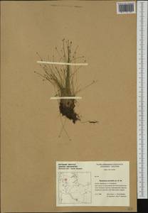 Eleocharis acicularis (L.) Roem. & Schult., Western Europe (EUR) (Germany)