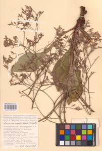 Limonium meyeri (Boiss.) Kuntze, Eastern Europe, Lower Volga region (E9) (Russia)