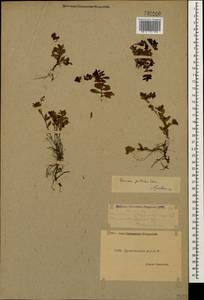 Veronica petraea (M. Bieb.) Steven, Caucasus, Dagestan (K2) (Russia)