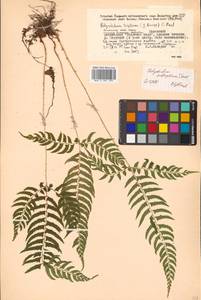 Polystichum tripteron (Kunze) C. Presl, Siberia, Russian Far East (S6) (Russia)