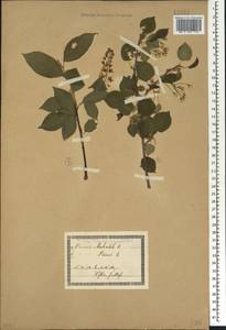 Prunus padus L., Caucasus, Georgia (K4) (Georgia)