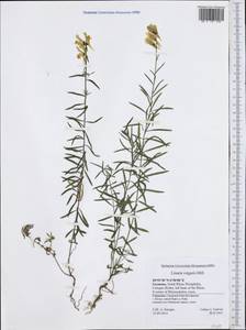 Linaria vulgaris Mill., Western Europe (EUR) (Germany)