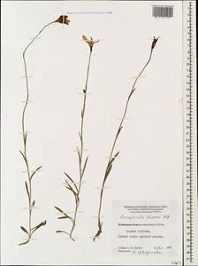 Campanula stevenii M.Bieb., Caucasus, Stavropol Krai, Karachay-Cherkessia & Kabardino-Balkaria (K1b) (Russia)