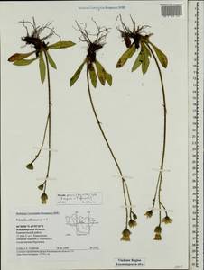 Pilosella prussica (Nägeli & Peter) Soják, Eastern Europe, Central region (E4) (Russia)