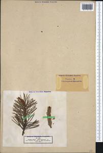 Pinus sylvestris L., Western Europe (EUR) (Not classified)