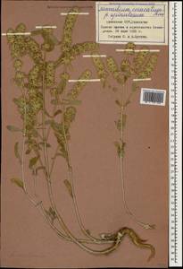 Marrubium parviflorum Fisch. & C.A.Mey., Caucasus, Armenia (K5) (Armenia)