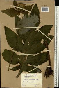 Cirsium oleraceum (L.) Scop., Eastern Europe, Eastern region (E10) (Russia)