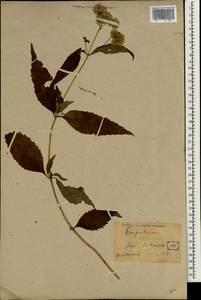 Eupatorium chinense L., South Asia, South Asia (Asia outside ex-Soviet states and Mongolia) (ASIA) (Japan)