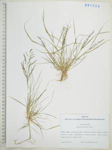 Eragrostis pilosa (L.) P.Beauv., Siberia, Russian Far East (S6) (Russia)