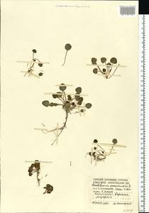 Cochlearia groenlandica L., Eastern Europe, Northern region (E1) (Russia)