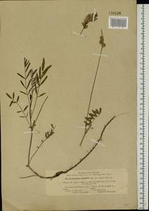 Onobrychis viciifolia Scop., Eastern Europe, South Ukrainian region (E12) (Ukraine)