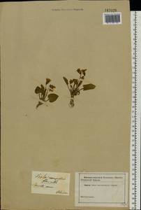 Viola ambigua Waldst. & Kit., Eastern Europe, South Ukrainian region (E12) (Ukraine)