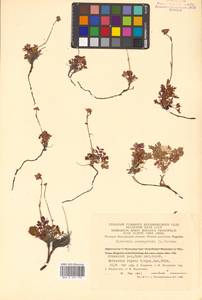 Geum selinifolium (Fisch. ex F. Schmidt) Hultén, Siberia, Chukotka & Kamchatka (S7) (Russia)