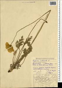 Oreomecon nudicaulis subsp. nudicaulis, Mongolia (MONG) (Mongolia)