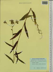 Lactuca sibirica (L.) Maxim., Siberia, Western Siberia (S1) (Russia)