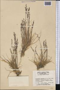 Puccinellia angustata (R.Br.) E.L.Rand & Redfield, America (AMER) (Canada)