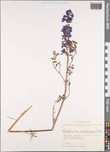 Delphinium dictyocarpum DC., Siberia, Western Siberia (S1) (Russia)