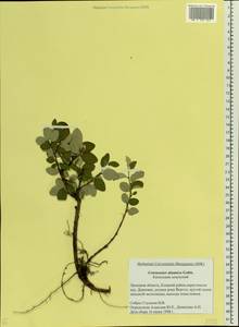 Cotoneaster alaunicus Golitsin, Eastern Europe, Central forest-and-steppe region (E6) (Russia)