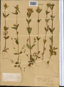 Gentianella turkestanorum (Gandoger) Holub, Middle Asia, Dzungarian Alatau & Tarbagatai (M5) (Kazakhstan)