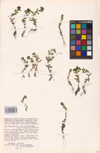 Lythrum borysthenicum (M. Bieb. ex Schrank) Litv., Eastern Europe, Lower Volga region (E9) (Russia)