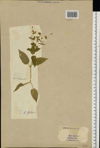 Stellaria nemorum L., Eastern Europe, Eastern region (E10) (Russia)