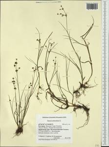 Juncus articulatus L., Western Europe (EUR) (Bulgaria)