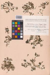 Ranunculus rionii Lagger, Eastern Europe, Lower Volga region (E9) (Russia)