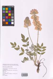 Hedysarum grandiflorum Pall., Eastern Europe, Lower Volga region (E9) (Russia)