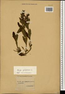 Ajuga genevensis L., Caucasus, Stavropol Krai, Karachay-Cherkessia & Kabardino-Balkaria (K1b) (Russia)