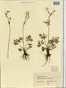 Ranunculus auricomus L., Eastern Europe, South Ukrainian region (E12) (Ukraine)