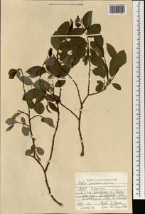 Salix taraikensis Kimura, Mongolia (MONG) (Mongolia)