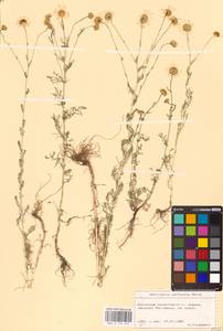 Tripleurospermum inodorum (L.) Sch.-Bip, Eastern Europe, West Ukrainian region (E13) (Ukraine)
