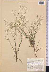 Gypsophila diffusa Fisch. & C. A. Mey. ex Rupr., Middle Asia, Caspian Ustyurt & Northern Aralia (M8) (Kazakhstan)