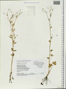 Ranunculus sceleratus L., Eastern Europe, Central region (E4) (Russia)