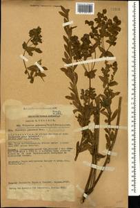 Euphorbia hirsuta L., Caucasus, Georgia (K4) (Georgia)