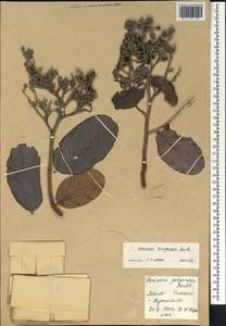 Maranthes polyandra (Benth.) Prance, Africa (AFR) (Mali)