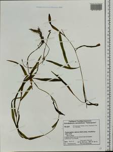 Potamogeton alpinus subsp. tenuifolius (Raf.) Hultén, Siberia, Central Siberia (S3) (Russia)