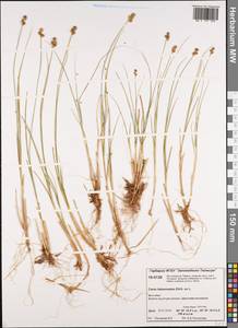 Carex heleonastes Ehrh. ex L.f., Siberia, Central Siberia (S3) (Russia)