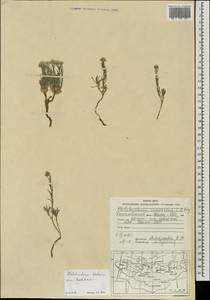 Alyssum dahuricum (Peschk.) Al-Shehbaz, Mongolia (MONG) (Mongolia)