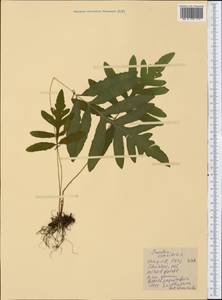 Onoclea sensibilis L., America (AMER) (United States)