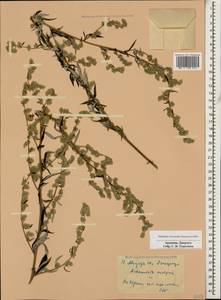 Artemisia vulgaris L., Caucasus, Armenia (K5) (Armenia)