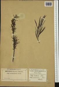 Salix elaeagnos, Western Europe (EUR) (Belgium)