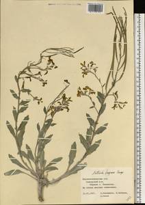 Matthiola fragrans (Fisch.) Bunge, Eastern Europe, North Ukrainian region (E11) (Ukraine)