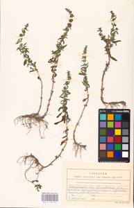 MHA 0 158 434, Mentha pulegium L., Eastern Europe, West Ukrainian region (E13) (Ukraine)