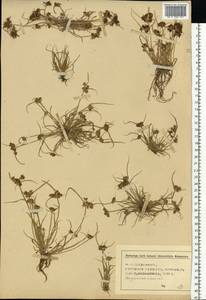 Cyperus fuscus L., Eastern Europe, Central forest-and-steppe region (E6) (Russia)