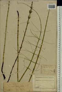 Equisetum fluviatile L., Eastern Europe, Central forest region (E5) (Russia)