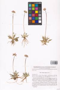 Primula algida Adams, Middle Asia, Middle Asia (no precise locality) (M0)