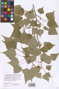 Populus deltoides W. Bartram ex Marshall, Eastern Europe, Eastern region (E10) (Russia)